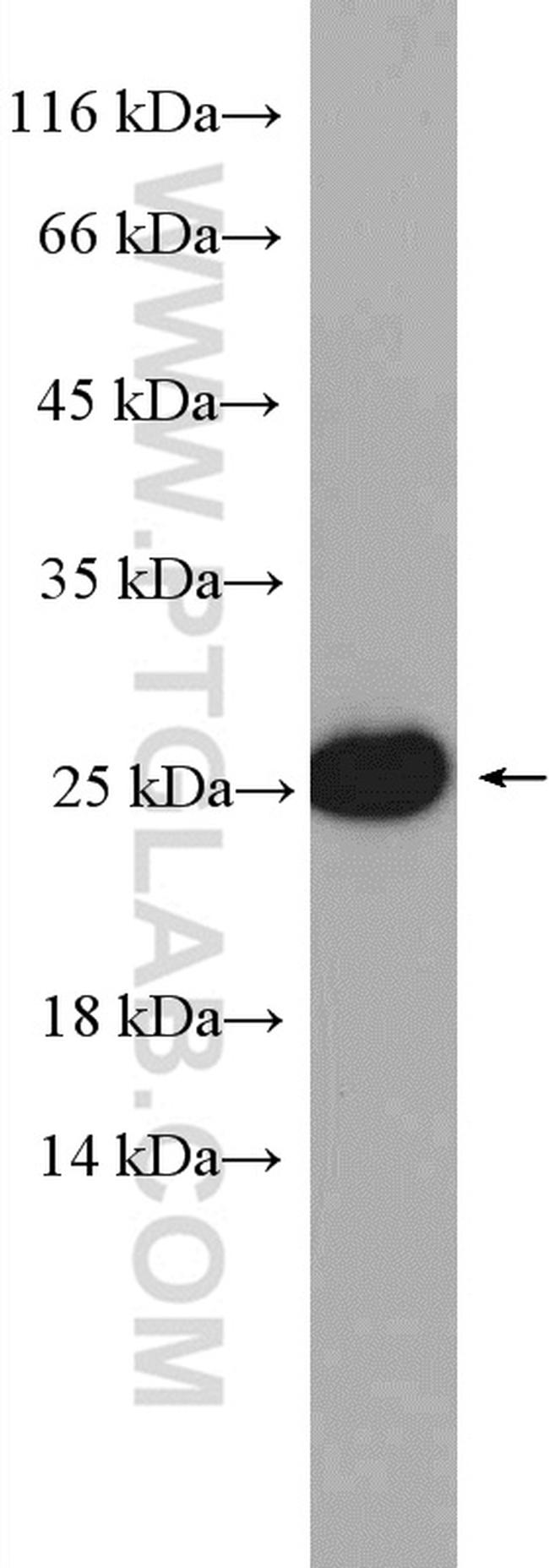 HMGB3 Antibody in Western Blot (WB)