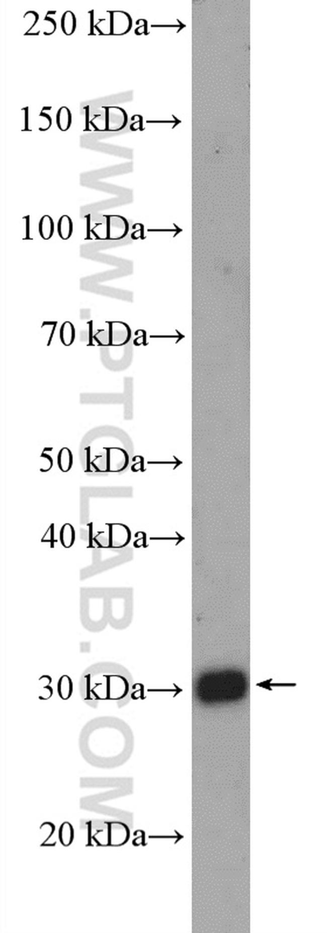 PEX26 Antibody in Western Blot (WB)