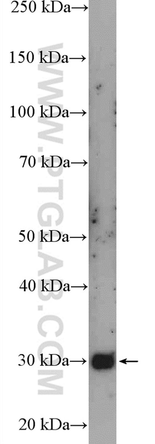 PEX26 Antibody in Western Blot (WB)