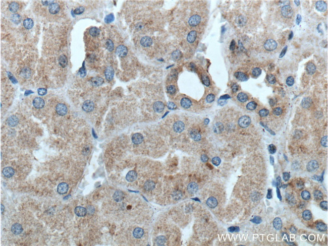 Kininogen 1 Antibody in Immunohistochemistry (Paraffin) (IHC (P))