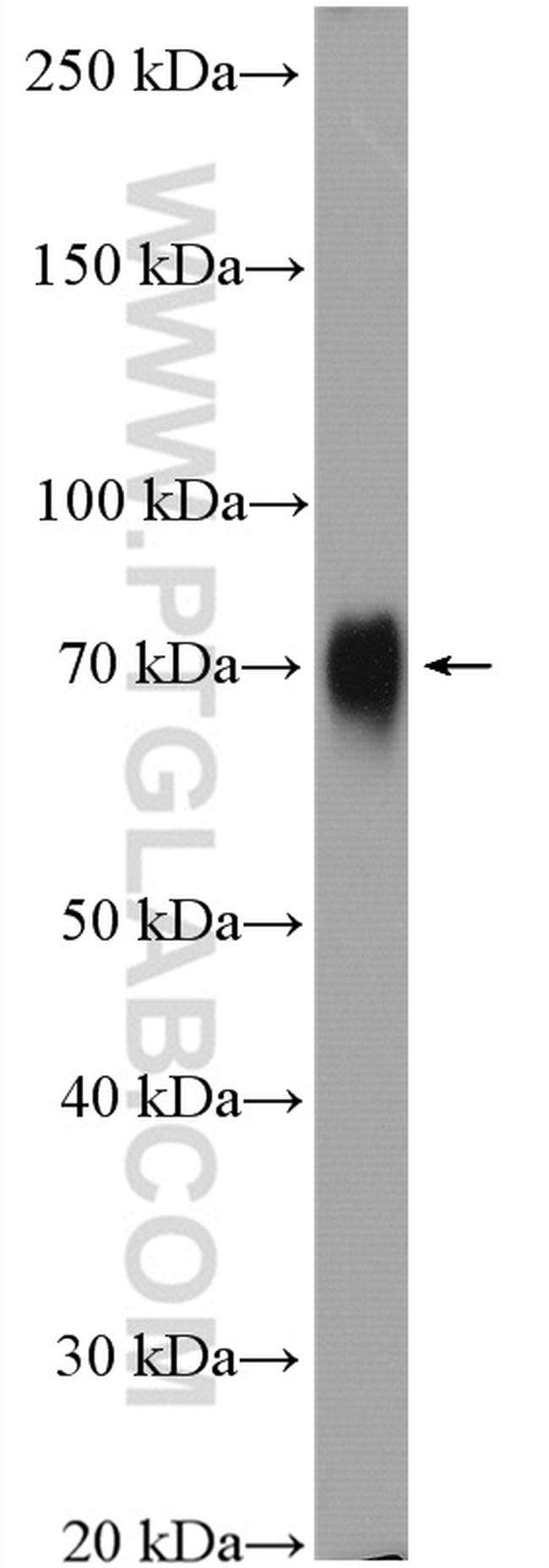 Poliovirus receptor Antibody in Western Blot (WB)