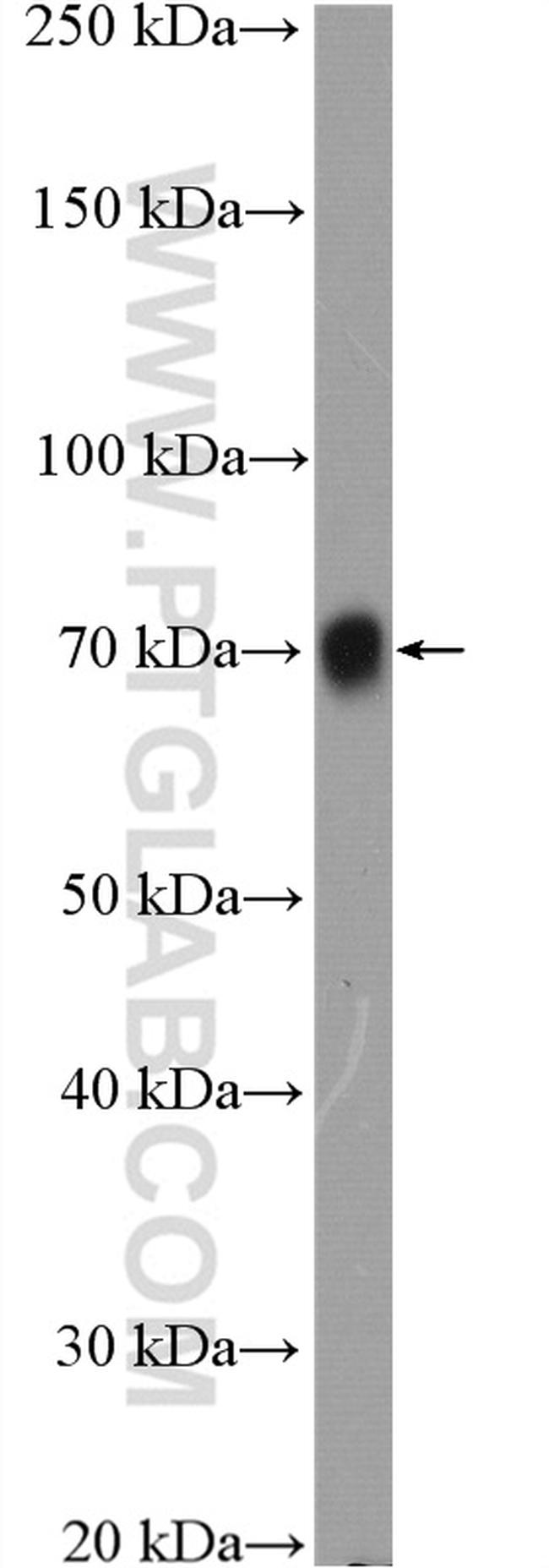 Poliovirus receptor Antibody in Western Blot (WB)