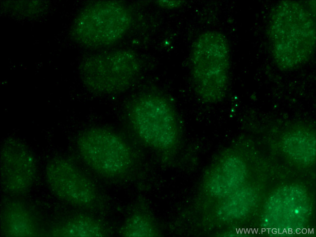 NDNL2 Antibody in Immunocytochemistry (ICC/IF)