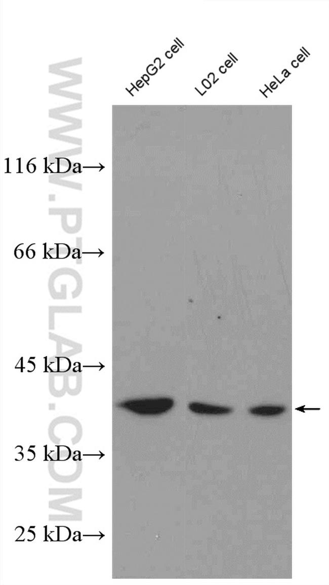 NDNL2 Antibody in Western Blot (WB)