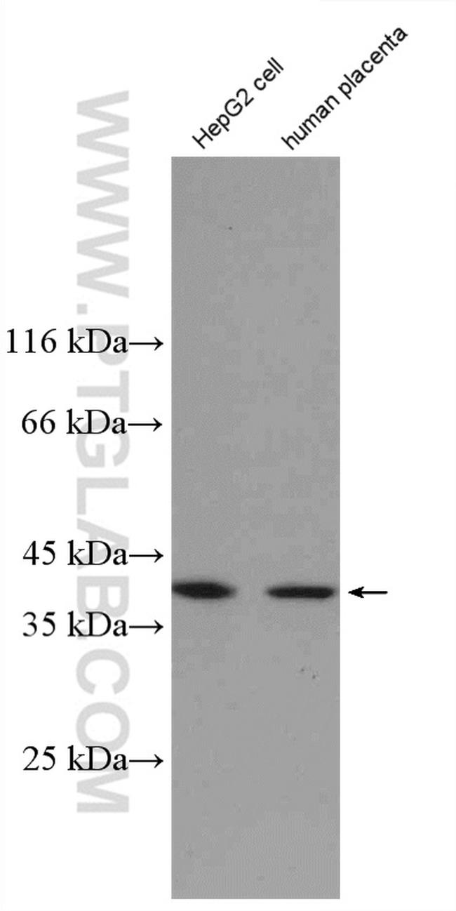 NDNL2 Antibody in Western Blot (WB)