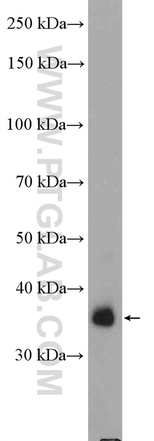 JAB1 Antibody in Western Blot (WB)