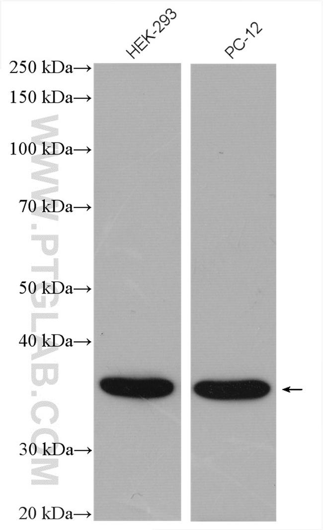 JAB1 Antibody in Western Blot (WB)