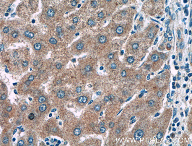 KLK15 Antibody in Immunohistochemistry (Paraffin) (IHC (P))