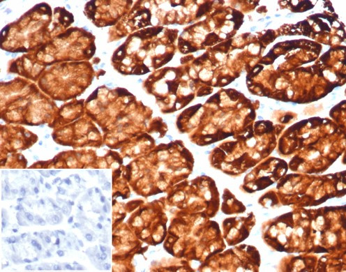 Glutamine Synthetase/GLUL Antibody in Immunohistochemistry (Paraffin) (IHC (P))