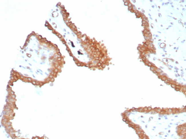 Glutamine Synthetase/GLUL Antibody in Immunohistochemistry (Paraffin) (IHC (P))