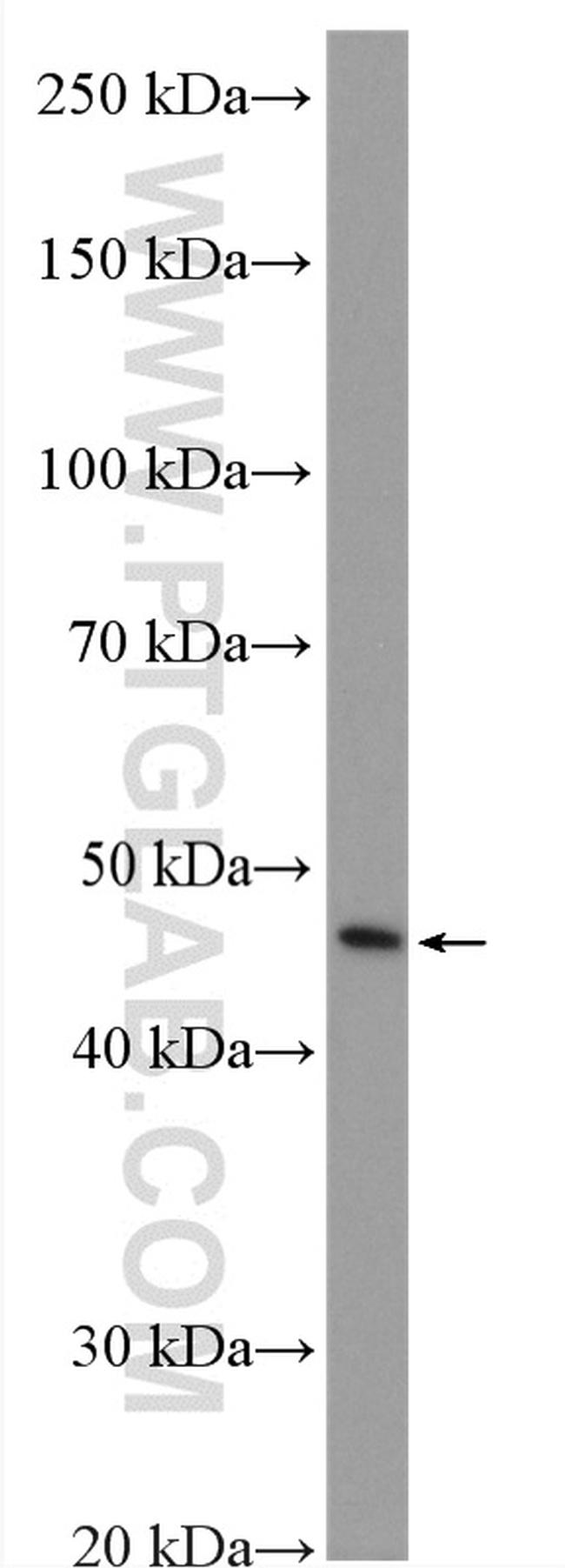 C1GALT1 Antibody in Western Blot (WB)