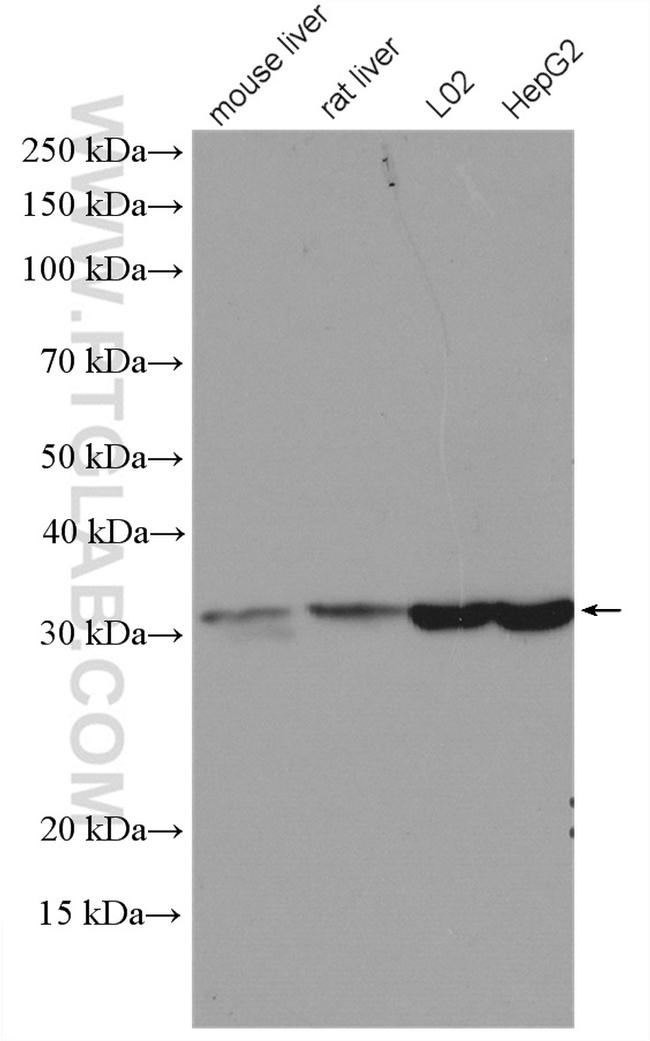 RACK1/GNB2L1 Antibody in Western Blot (WB)