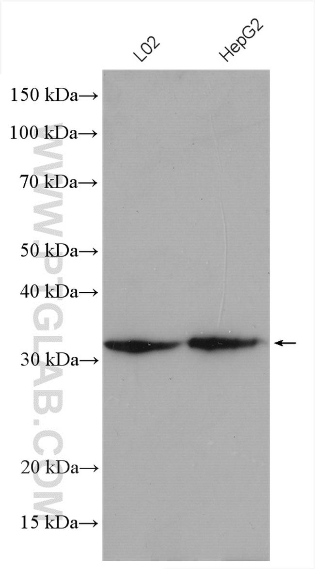 RACK1/GNB2L1 Antibody in Western Blot (WB)