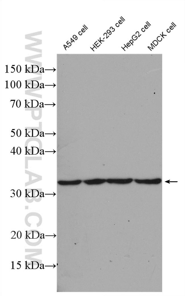 CLDN16 Antibody in Western Blot (WB)