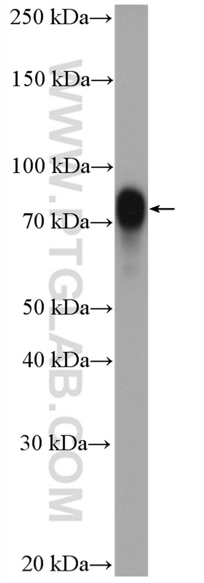 CRTC1 Antibody in Western Blot (WB)