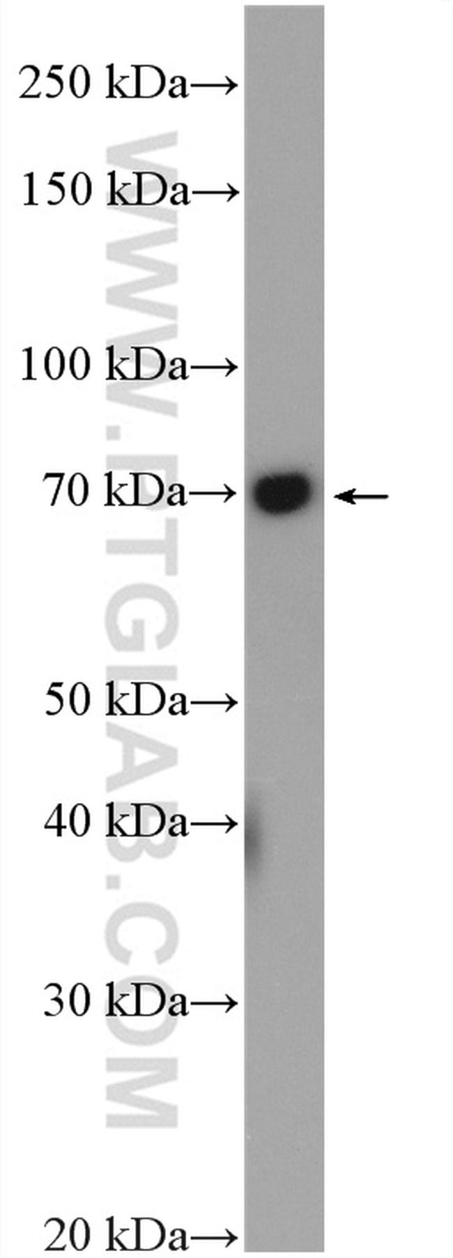 TAPT1 Antibody in Western Blot (WB)