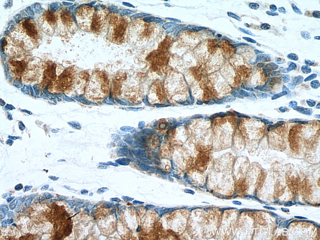 MUC2 Antibody in Immunohistochemistry (Paraffin) (IHC (P))