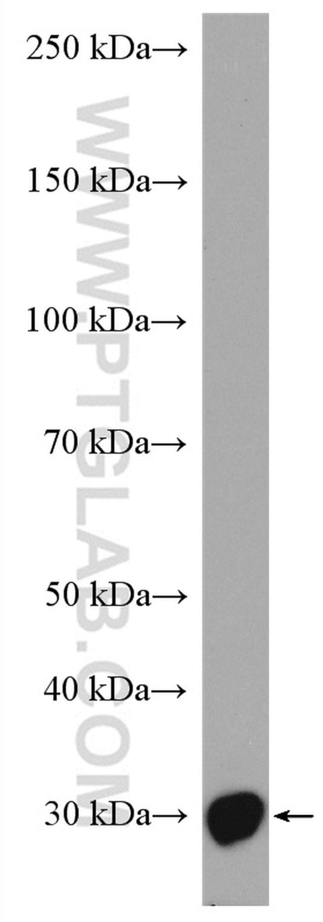 SAP30 Antibody in Western Blot (WB)