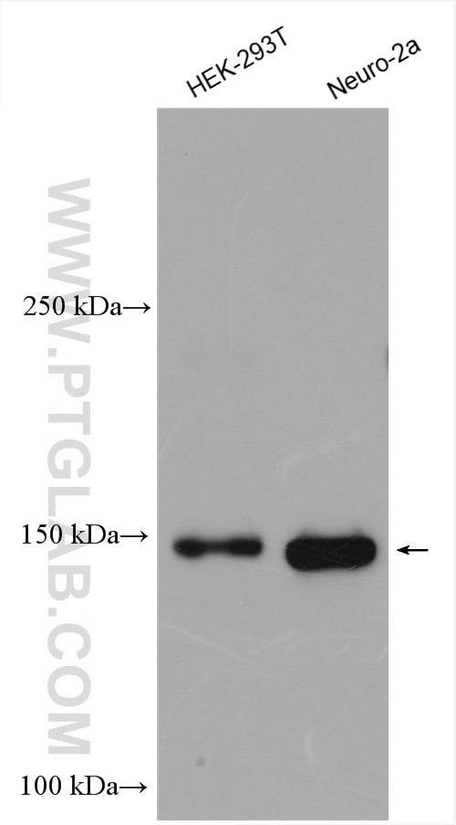 TIAM1 Antibody in Western Blot (WB)