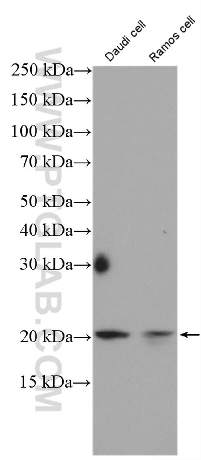 TNFRSF17 Antibody in Western Blot (WB)