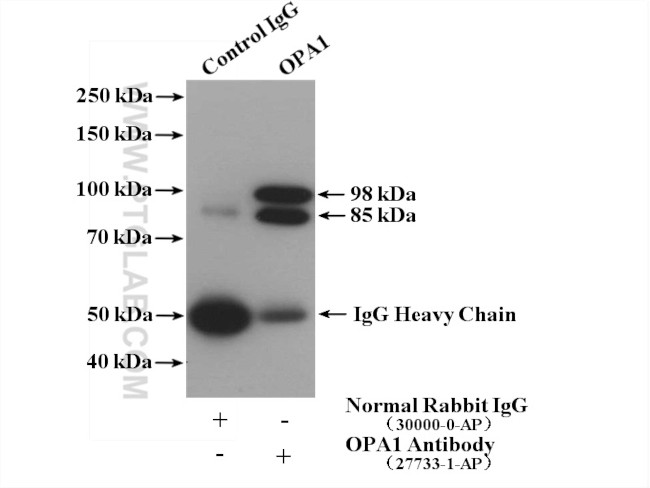 OPA1 Antibody in Immunoprecipitation (IP)