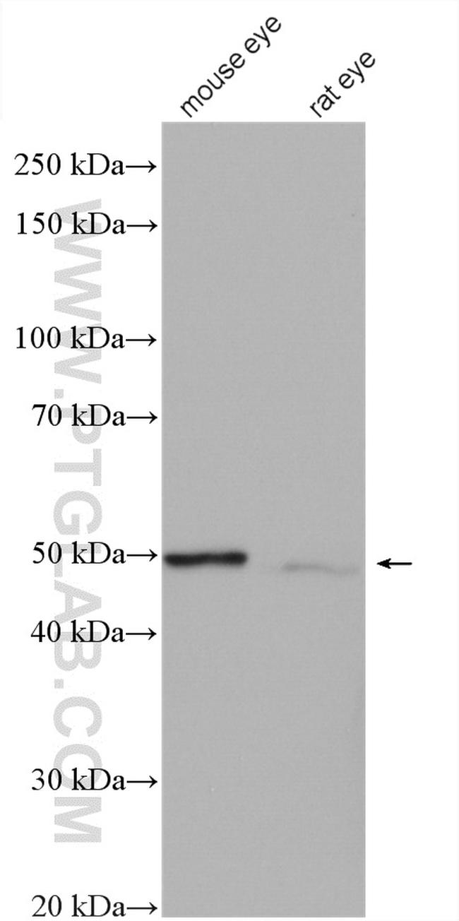 SLC24A5 Antibody in Western Blot (WB)