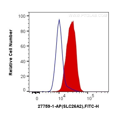 SLC26A2 Antibody in Flow Cytometry (Flow)