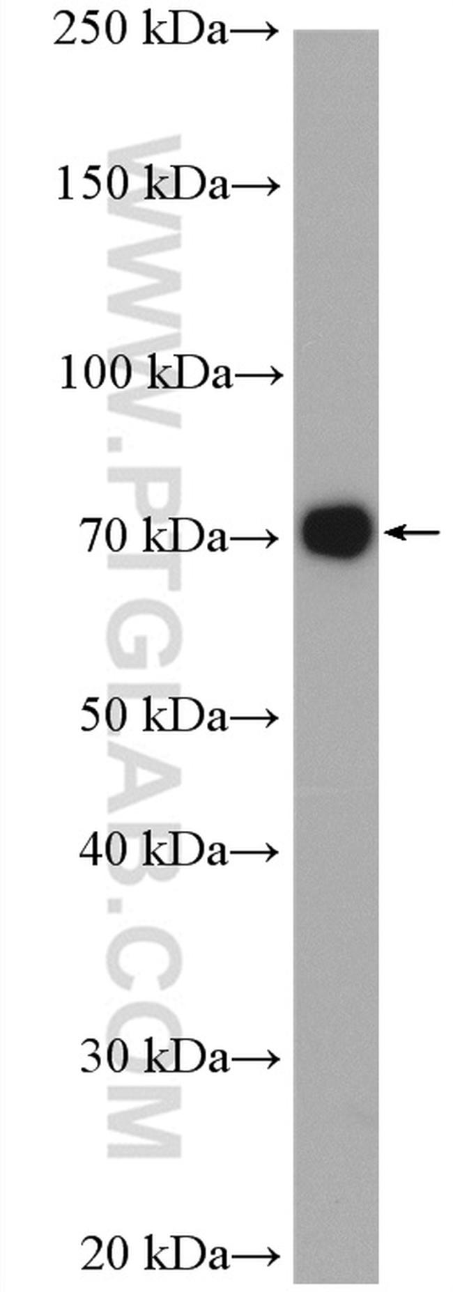 NAF1 Antibody in Western Blot (WB)