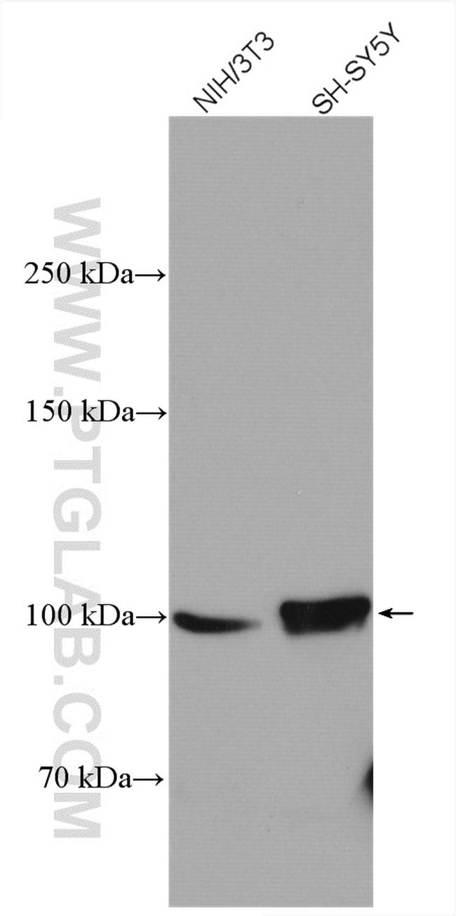 ANK3 Antibody in Western Blot (WB)