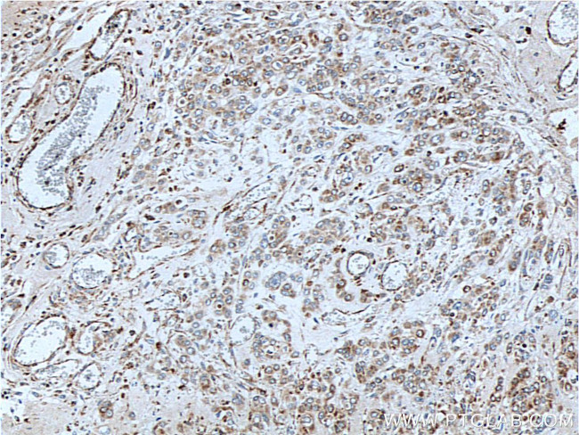 ETHE1 Antibody in Immunohistochemistry (Paraffin) (IHC (P))