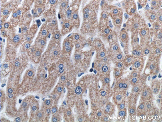 ETHE1 Antibody in Immunohistochemistry (Paraffin) (IHC (P))