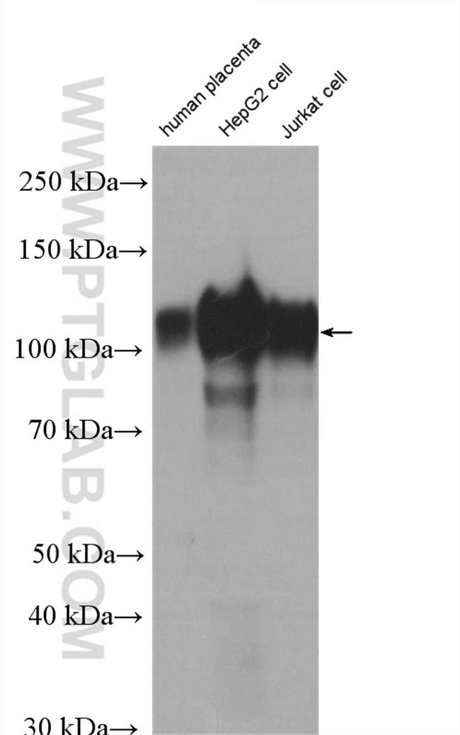 LAMP2 Antibody in Western Blot (WB)