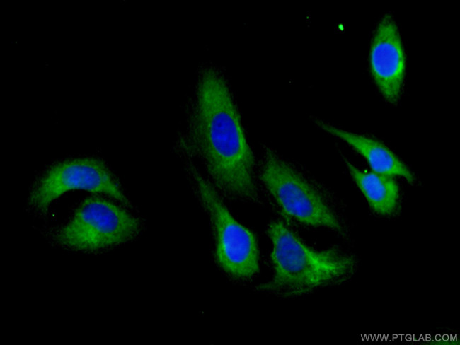 FMNL1 Antibody in Immunocytochemistry (ICC/IF)