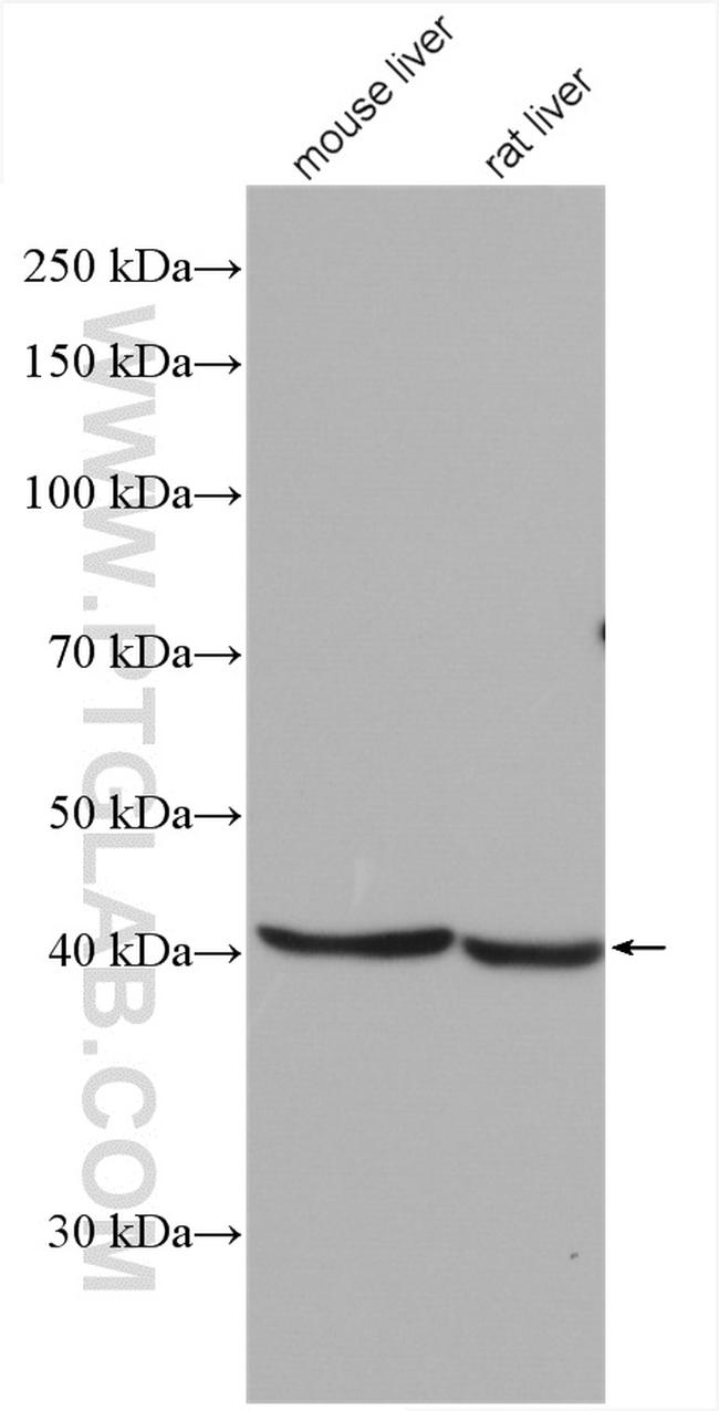 RPUSD4 Antibody in Western Blot (WB)