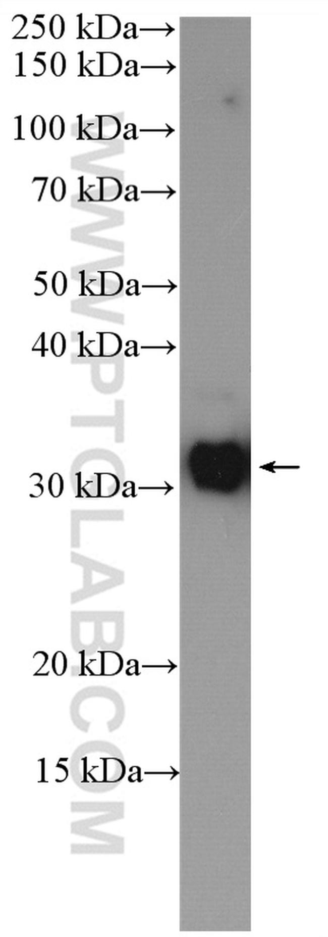 C22orf25 Antibody in Western Blot (WB)