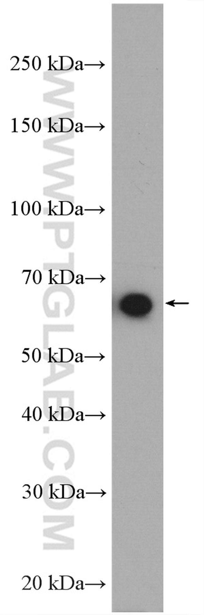 KIAA2013 Antibody in Western Blot (WB)