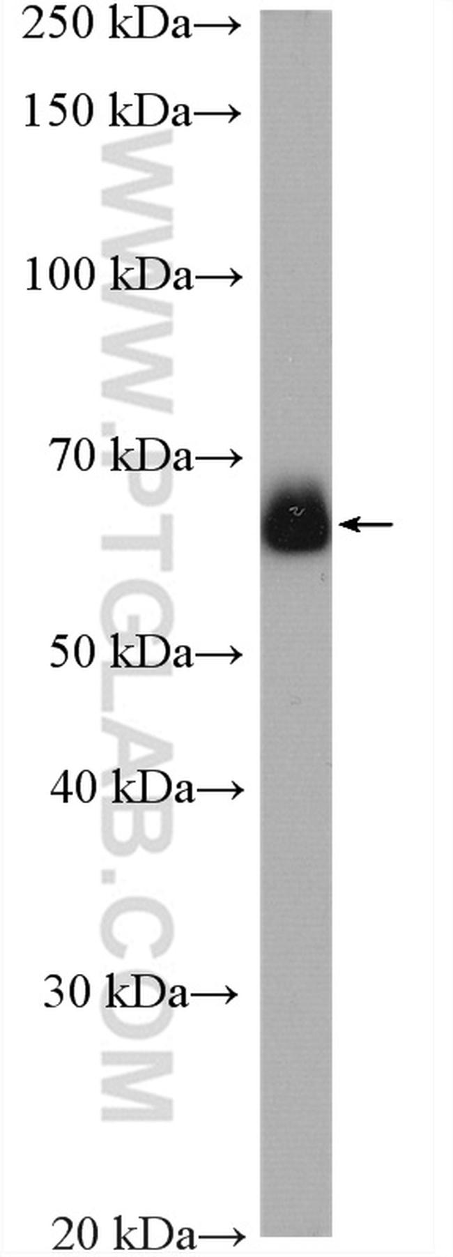 KIAA2013 Antibody in Western Blot (WB)