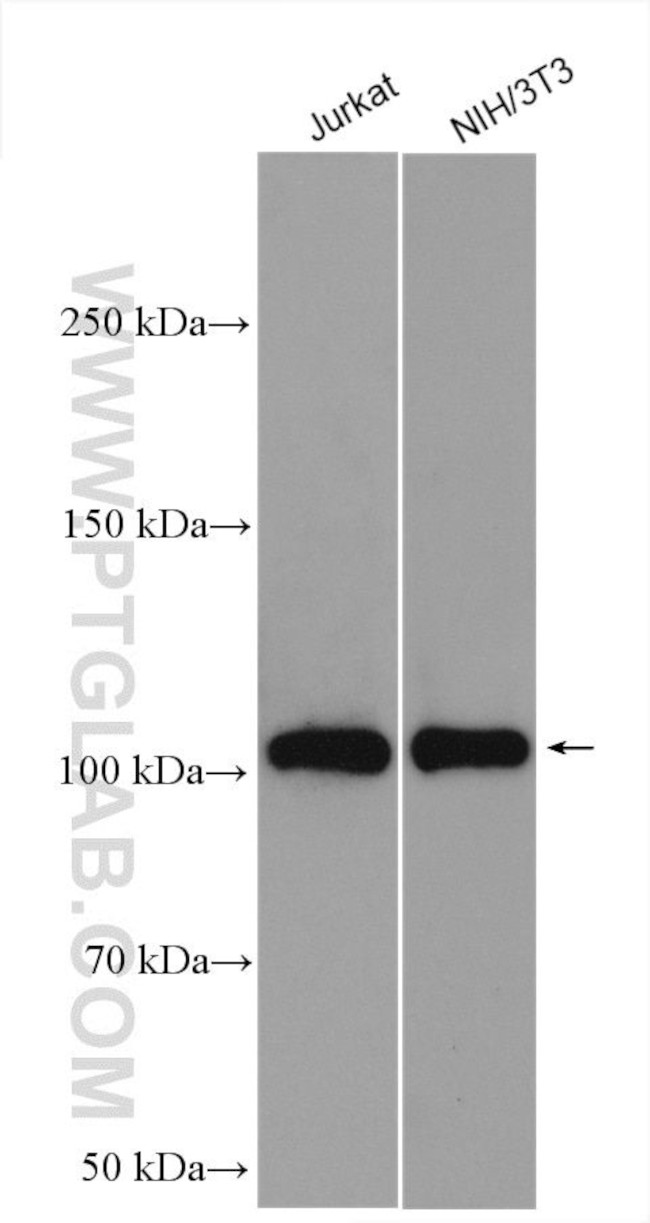 PI3 Kinase p110 Alpha Antibody in Western Blot (WB)