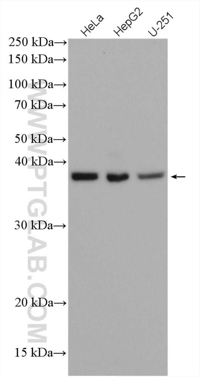 C19orf62 Antibody in Western Blot (WB)