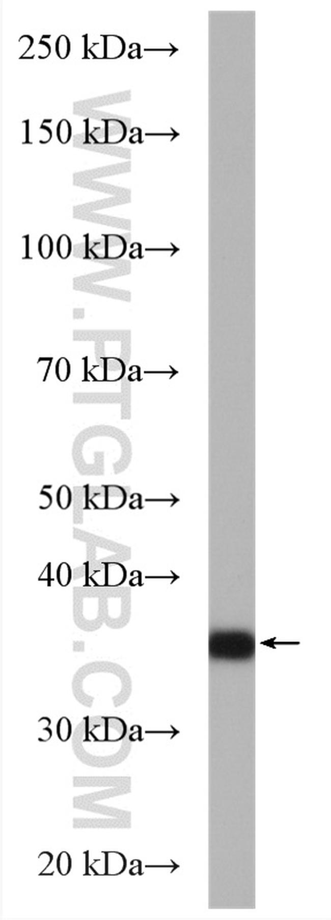 C1orf35 Antibody in Western Blot (WB)