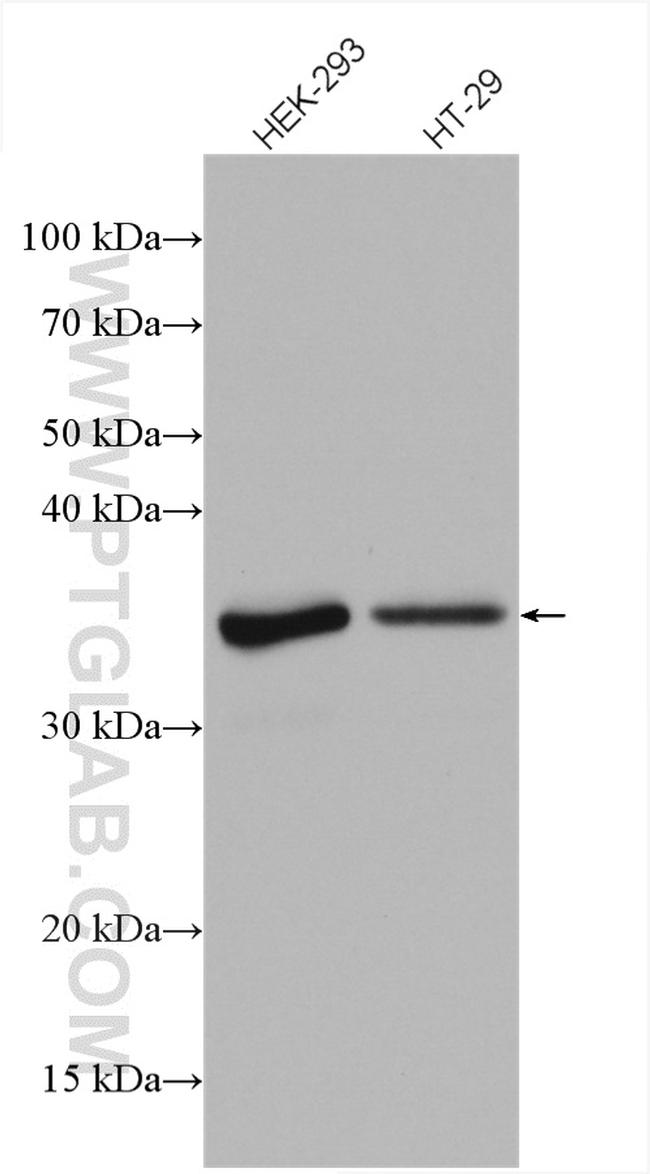 C1orf35 Antibody in Western Blot (WB)