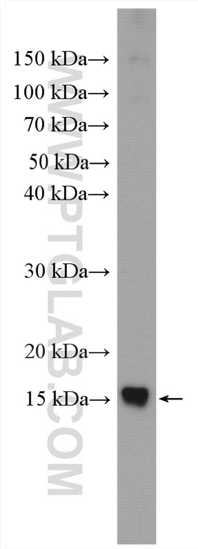 NDUFB4 Antibody in Western Blot (WB)