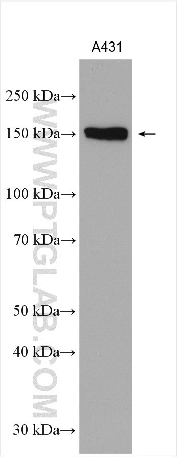 PHLDB2 Antibody in Western Blot (WB)