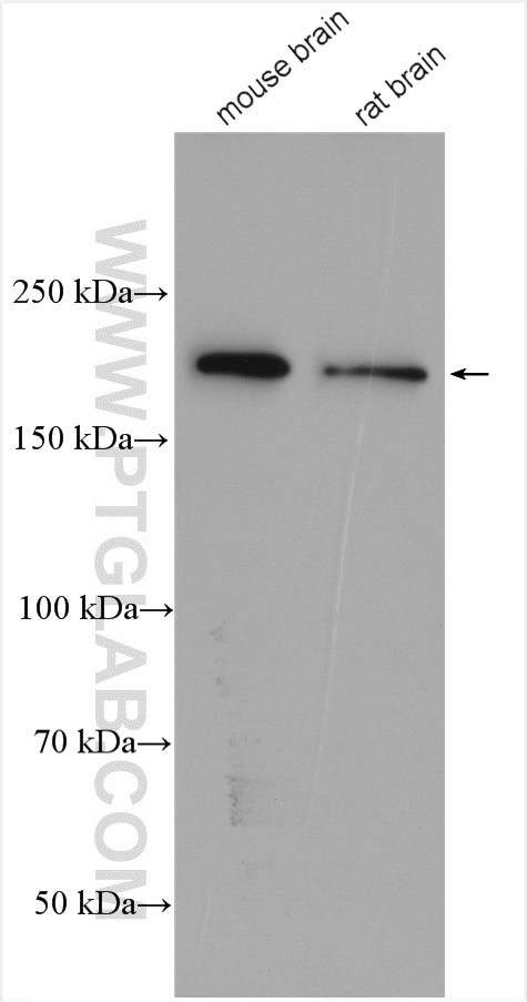 ANK3 Antibody in Western Blot (WB)