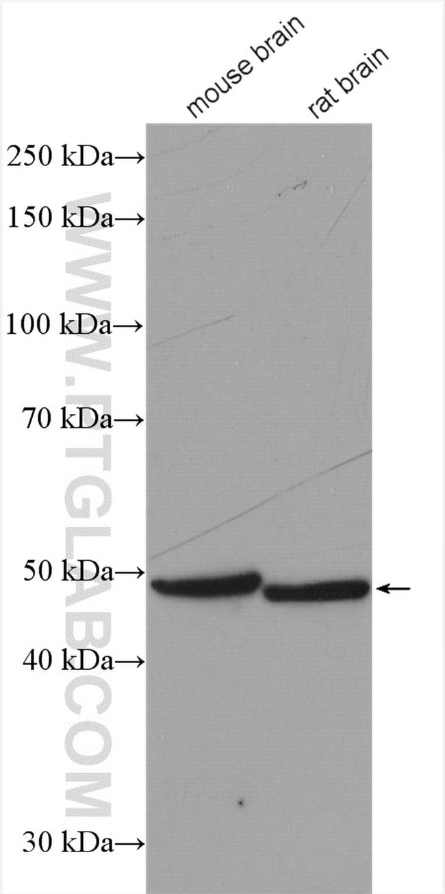 MAGT1 Antibody in Western Blot (WB)