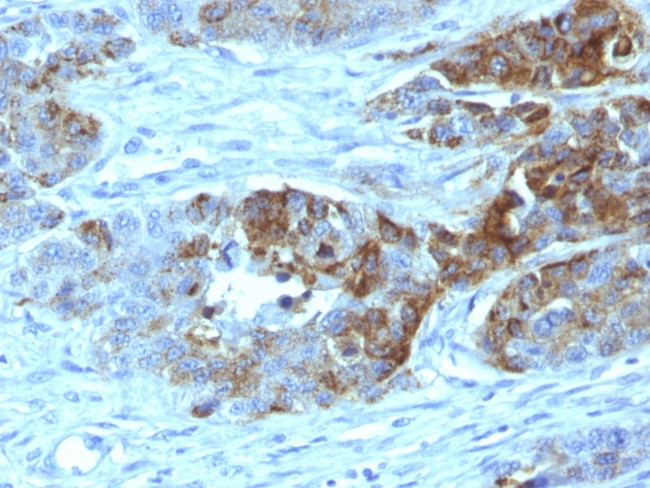 Blood Group Antigen H Type 2 (CD173) Antibody in Immunohistochemistry (Paraffin) (IHC (P))