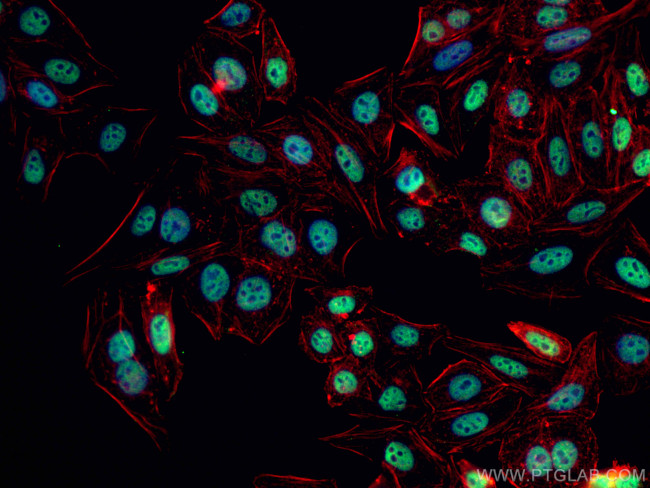 BPTF Antibody in Immunocytochemistry (ICC/IF)