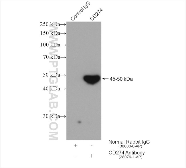 PD-L1/CD274 Antibody in Immunoprecipitation (IP)