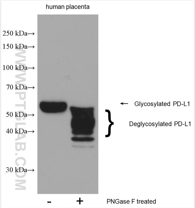 PD-L1/CD274 Antibody in Western Blot (WB)