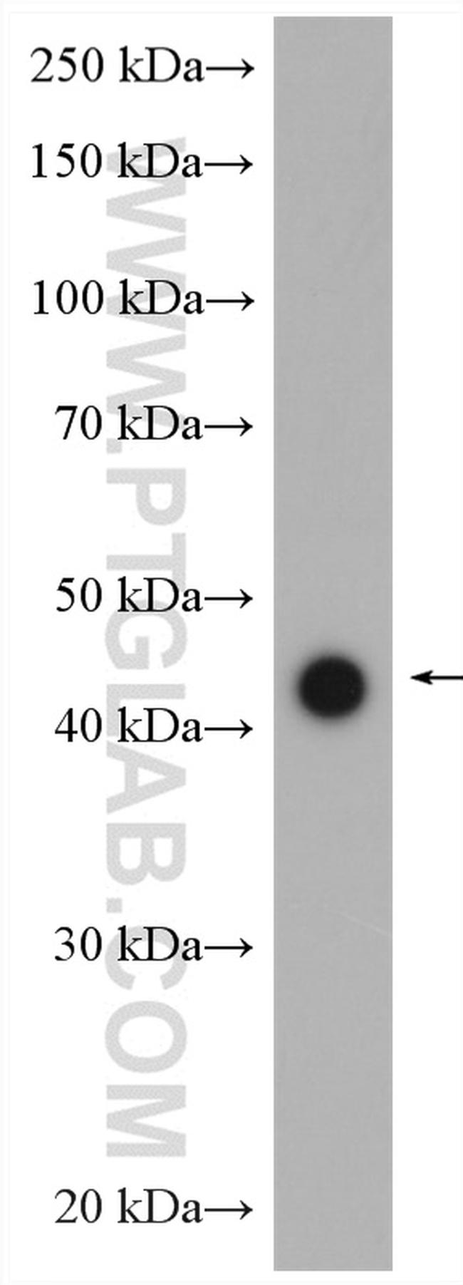 DRD4 Antibody in Western Blot (WB)